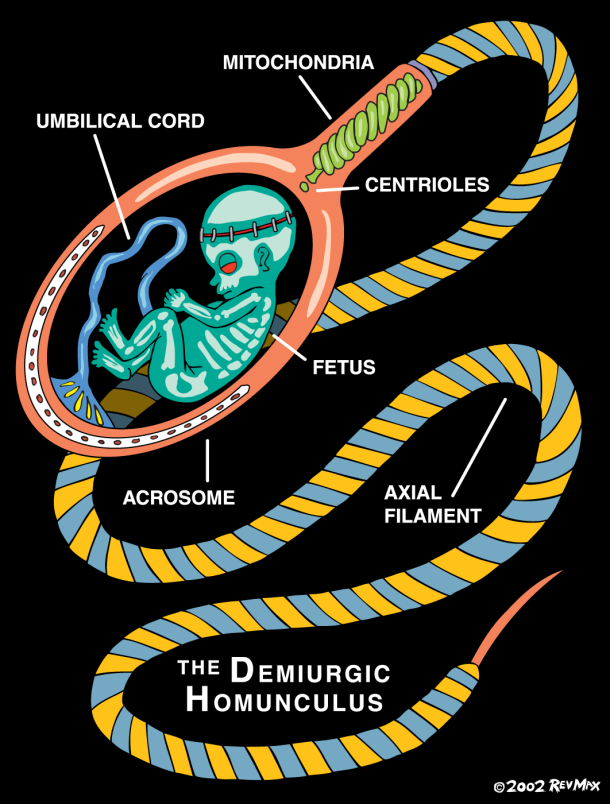 "...the First Father gave those who were with him a false intention concerning the man. Then each one of them cast his seed on the midst of the navel of the earth. Since that day, the seven Rulers have formed the man: his body is like their body, his likeness is like the man who appeared to them. His molded body came into being according to a portion of each one of them. Their chief created his head and the marrow."

”On the Origin of the World.” The Other Bible. Ed. Willis Barnstone. Harper San Francisco, 1984. 69.