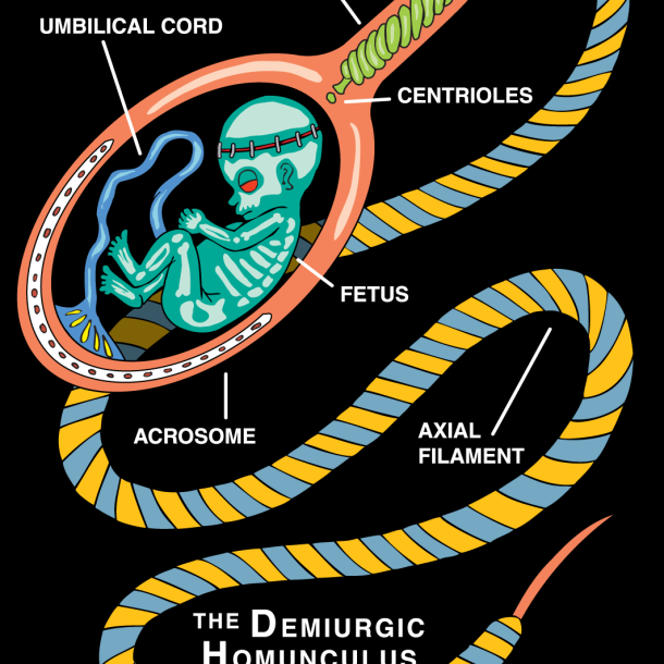 The Divine Homunculus "...the First Father gave those who were with him a false intention concerning the man. Then each one of them cast his seed on the midst of the navel of the earth. Since that day, the seven Rulers have formed the man: his body is like their body, his likeness is like the man who appeared to them. His molded body came into being according to a portion of each one of them. Their chief created his head and the marrow."
”On the Origin of the World.” The Other Bible. Ed. Willis Barnstone. Harper San Francisco, 1984. 69.